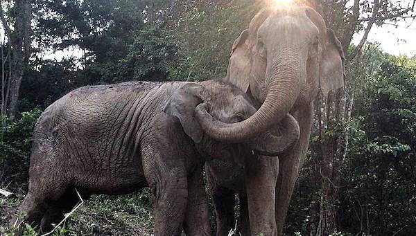 elephants reunited