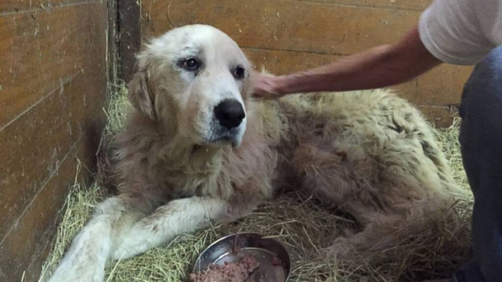 Dog Found In Her Deceased Owner’s Arms After Tornado Gets Second Chance