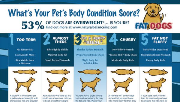 How To Tell If Your Pets Are Overweight