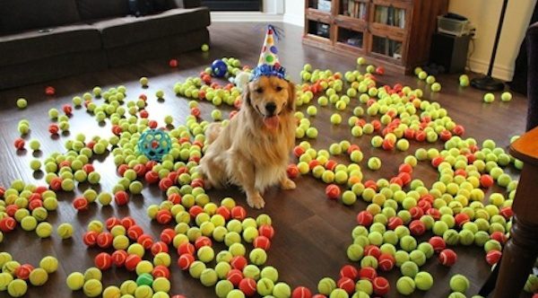 Golden Retriever Gets Best Birthday Present Ever