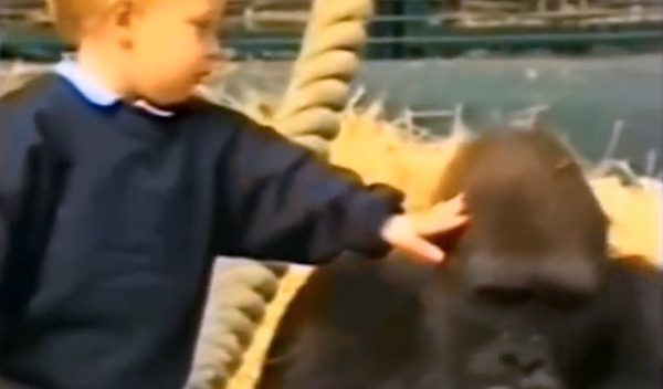 gorilla and toddler