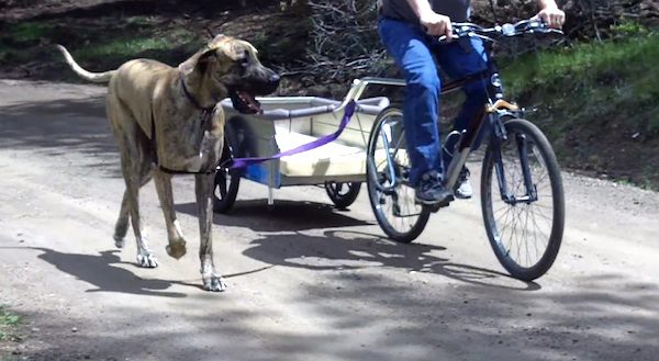 Great Dane Loves Running Beside His Human, But When He Gets Tired He Hitches A Ride