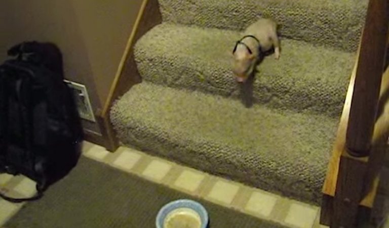 Cute Miniature Pig Conquers His Fear Of Stairs With A Little Help From Oatmeal