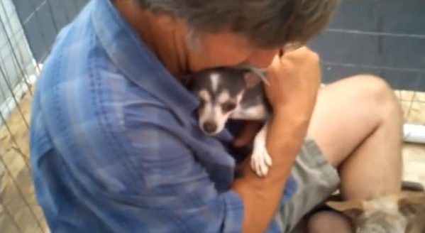 Tiny Dog Lived In A Puppy Mill And Never Felt Human Touch Until This Very Moment
