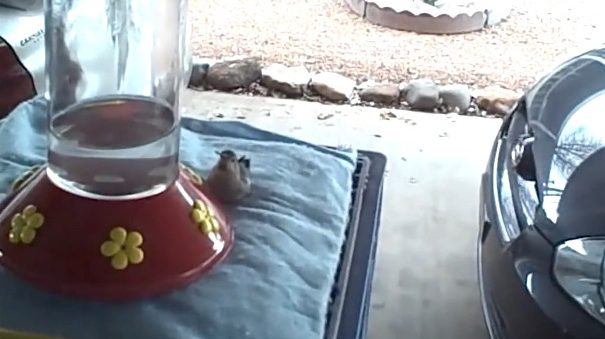 freezing hummingbird