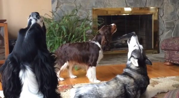 husky howling