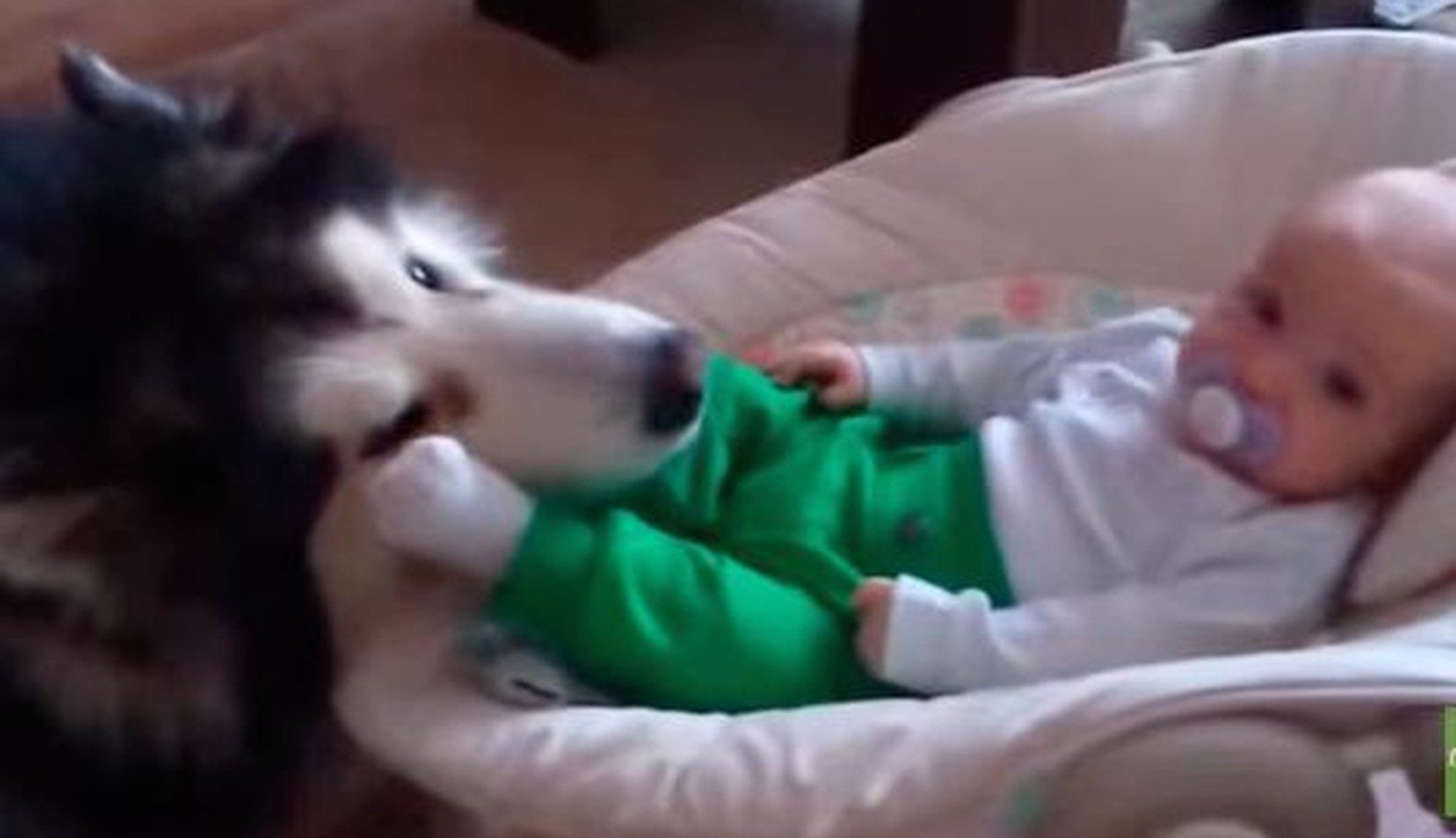 Alaskan Malamute Adoringly Watches Over Baby