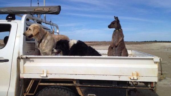 Rescued Kangaroo Thinks He Is A Dog