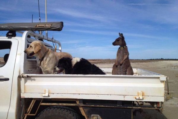 kangaroo-dog