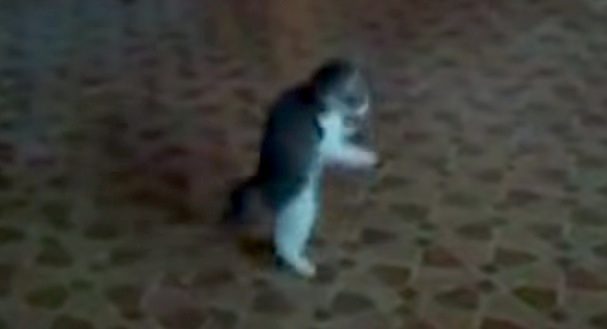 kitten scared of ball