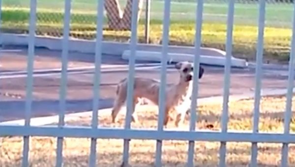 abandoned dog rescued off streets