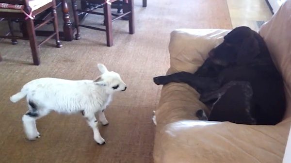 lamb plays with dog