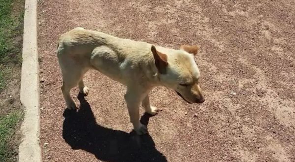 dog rescued by high-school students