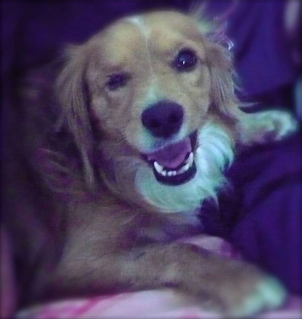 lucky-the-dog-1