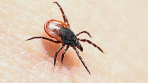 lyme disease tick