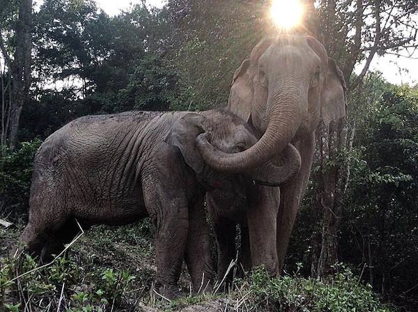 mebai-elephant-1