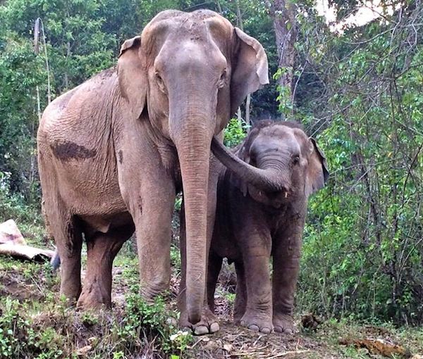 mebai-elephant-2