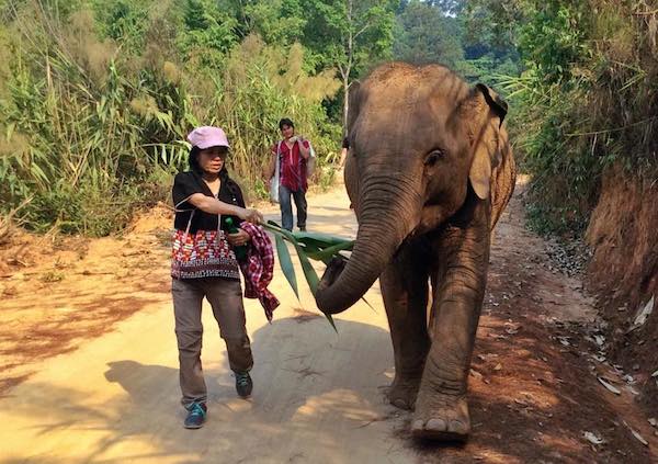 mebai-elephant-3