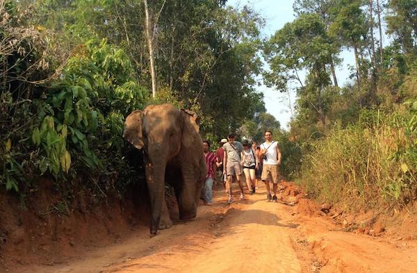 mebai-elephant-4