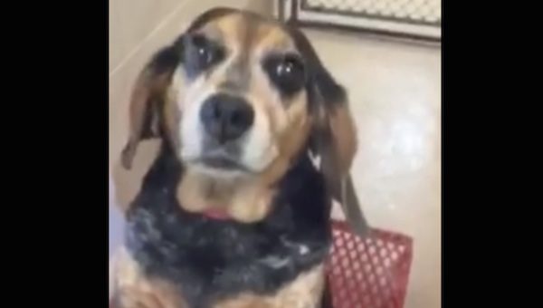 Mitsie the senior beagle