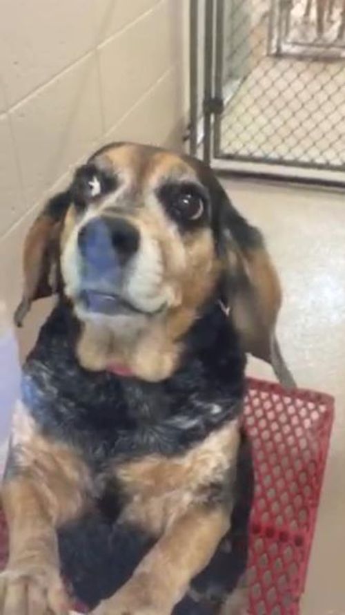 Mitsie the Beagle