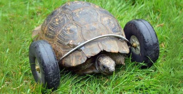 tortoise on wheels