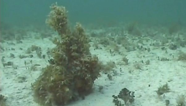 Jaw-Dropping Footage Shows Why This Marine Animal Is The Master of Camouflage