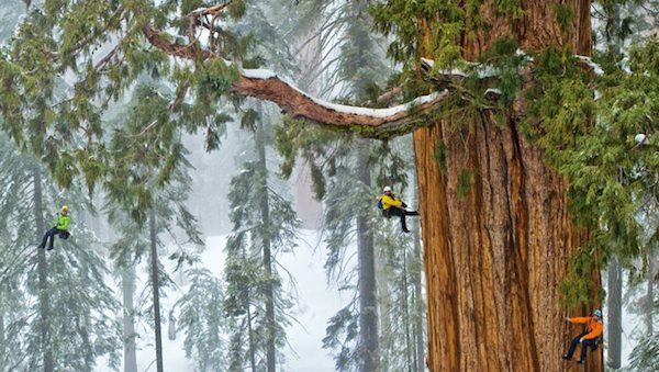 Photographing the President tree