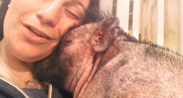 pig lullaby