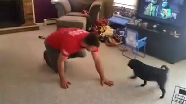 pug helps dad exercise