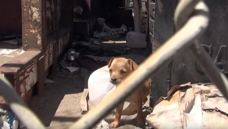 puppies Hope For Paws