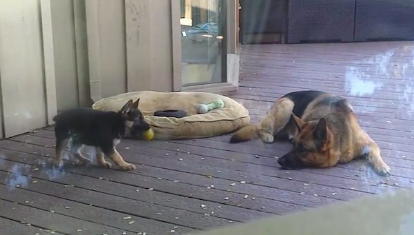 german shepherd and puppy