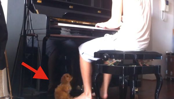 piano loving puppy