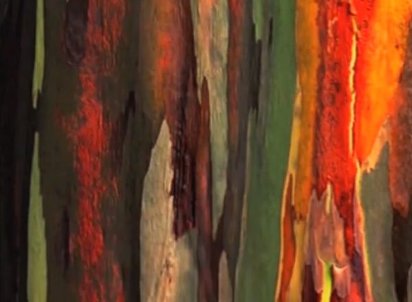 rainbow eucalyptus