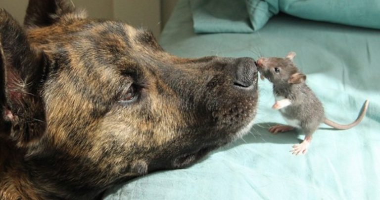 Osiris and Riff Rat