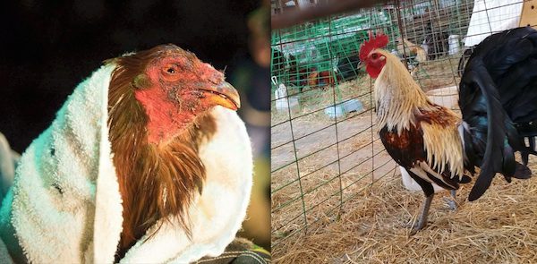 rescued-roosters