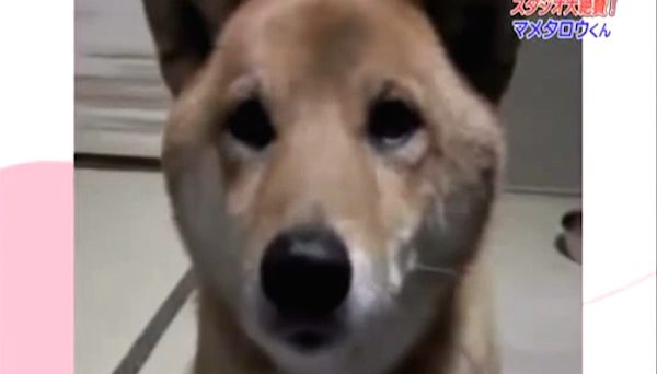 shiba inu barking