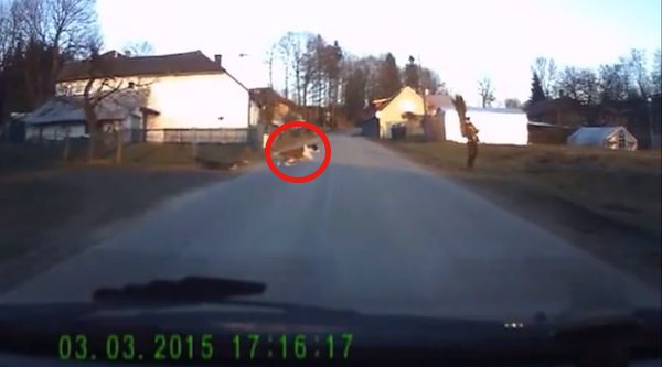 St Bernard drags boy across road