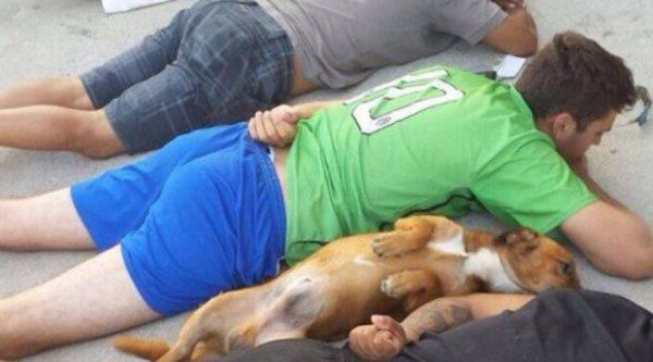 dog surrenders to police