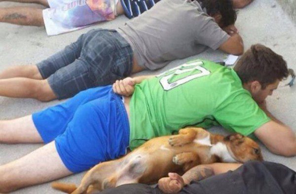 dog surrenders to police