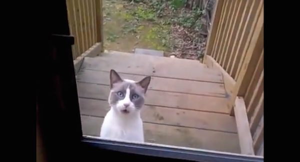 yelling cat