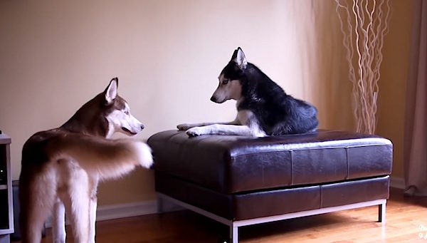 talkative huskies