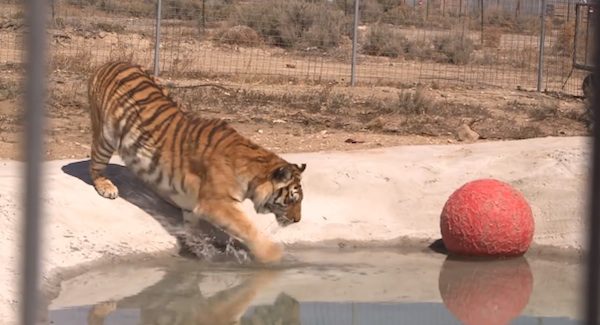 tiger swims for first time