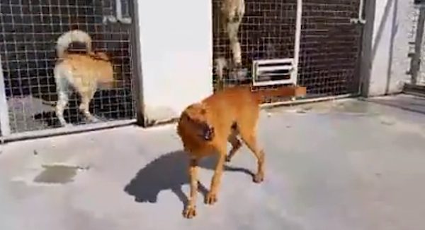 shelter dog freed
