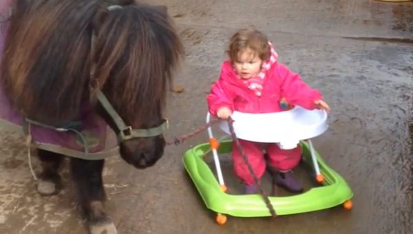 Cute Baby Takes Her Shetland Pony For Walk