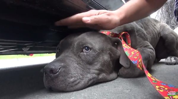 tyrion hope for paws rescue