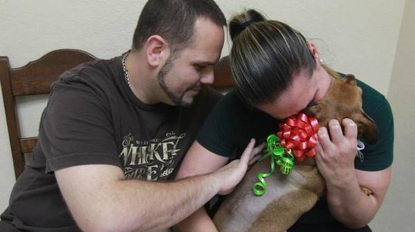 vet helps dachshund