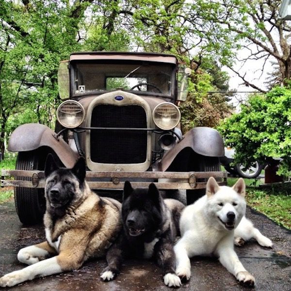 Photo credit: Jessica VanHusen via Blue Pearl Vet