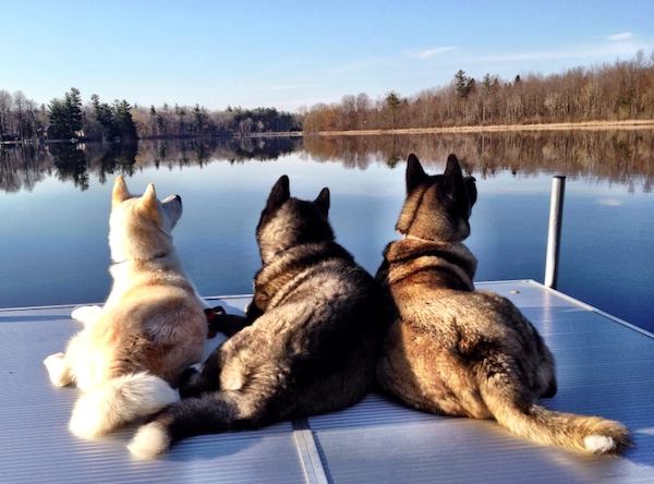 Blind Akita Protected And Helped Around By Her Two Canine Brothers