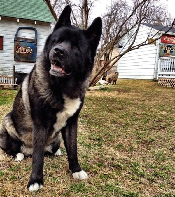 Photo credit: Jessica VanHusen via Blue Pearl Vet